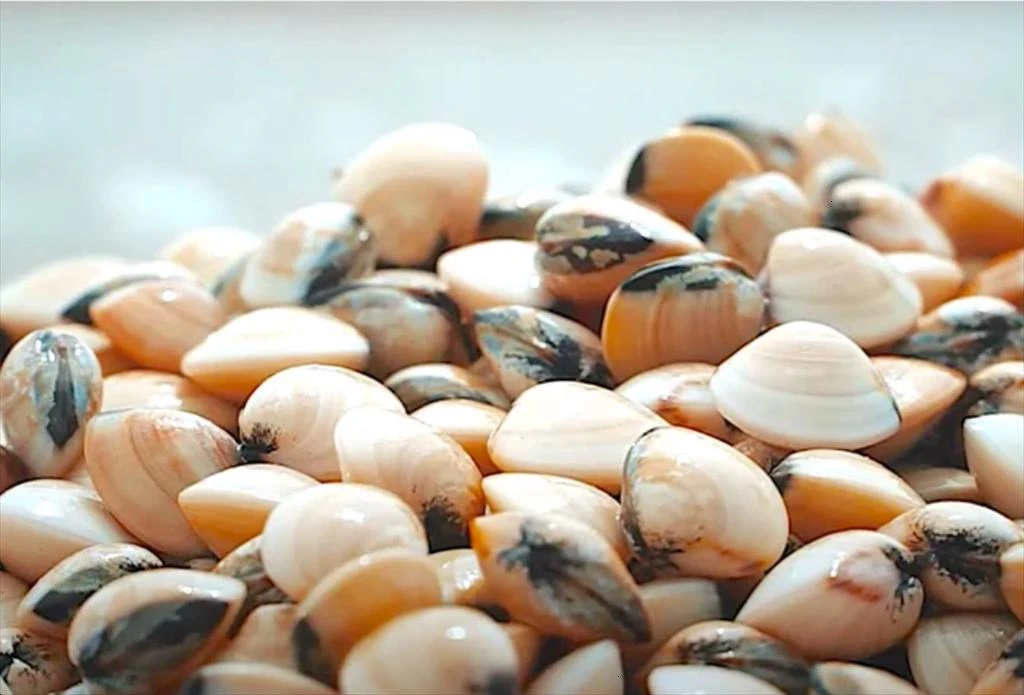 Clams bring about 200 billion VND per year to Ben Tre