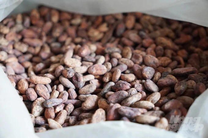 A cooperative exported 10 tons of cocoa to Europe for the 1st time