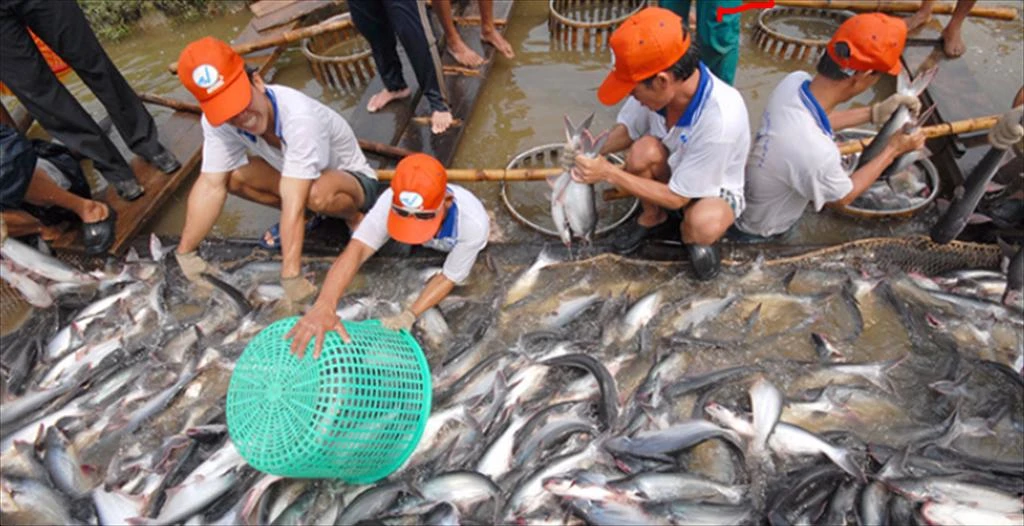 Dong Thap province: Pangasius farming area increases by 6.9%