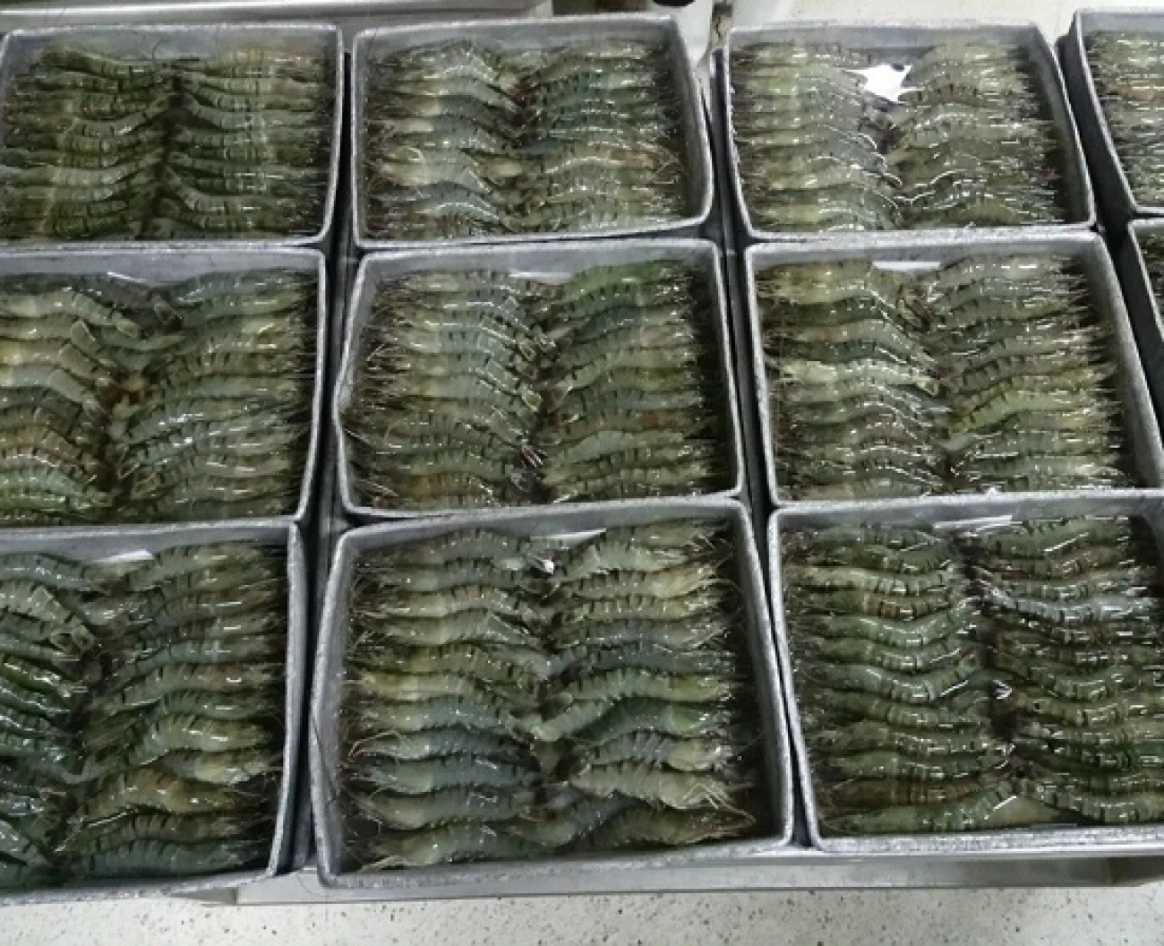 Frozen Whole Tiger Prawns - ABSEACO