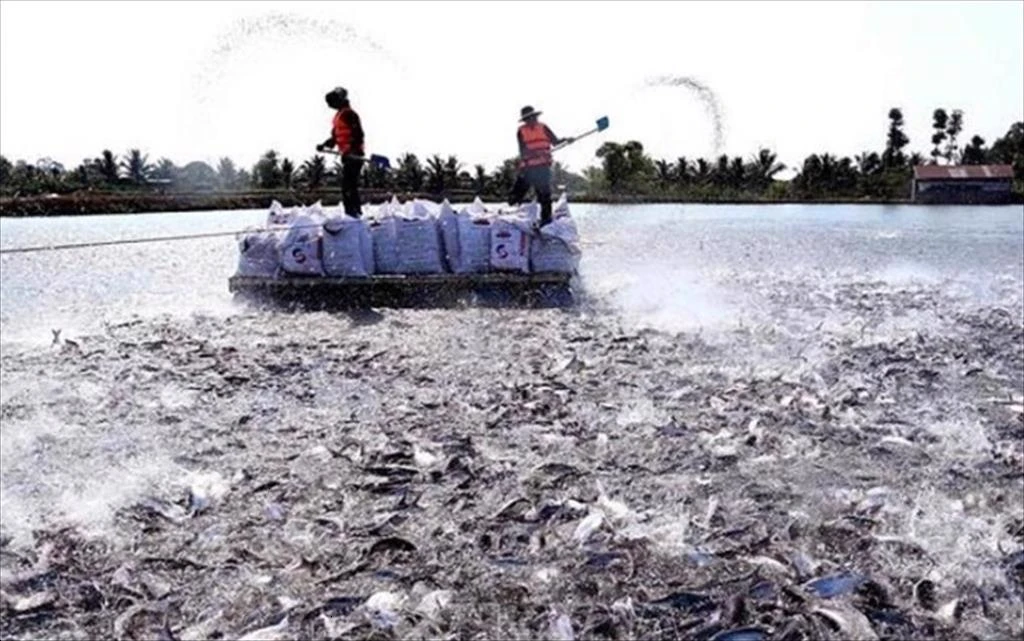 An Giang province: Over 313 ha of Pangasius farming area get international certifications