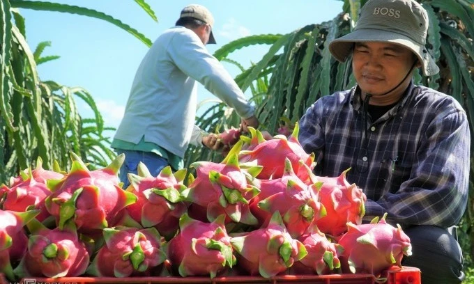 Exports grow as South Koreans take increasingly to Vietnamese agri products