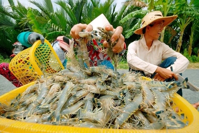 The shrimp industry faces many challenges: 'Green' journey for Vietnam's shrimp industry