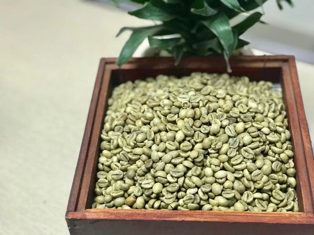 Robusta S16 Green Beans Coffee  - Pull