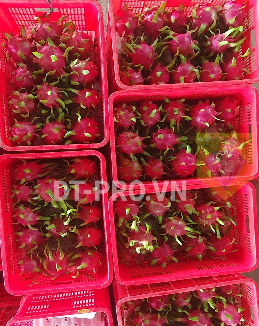 Dragon Fruits - DT-PRO