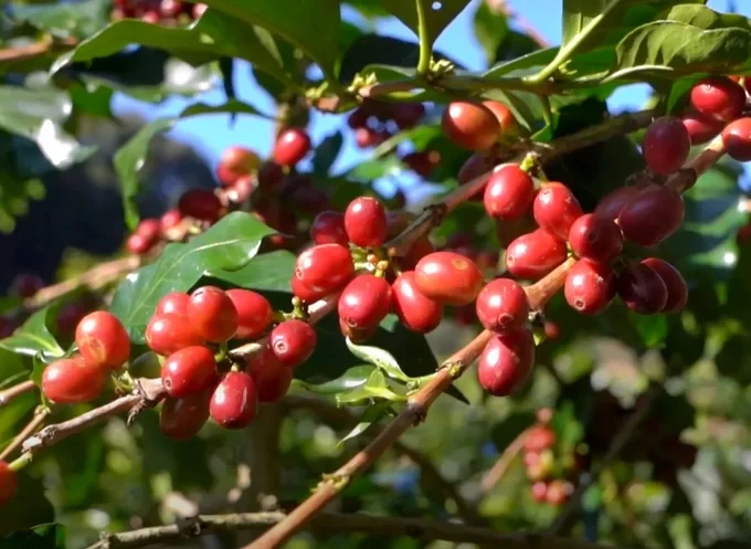 Vietnam has only a small amount of coffee left for export