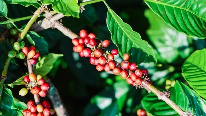 Coffee prices on 07/25/2024: Continuing to drop sharply