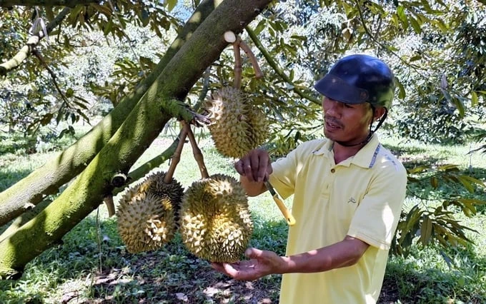 Khanh Son durian has a good harvest, high prices, and farmers earn more than 40,000 USD