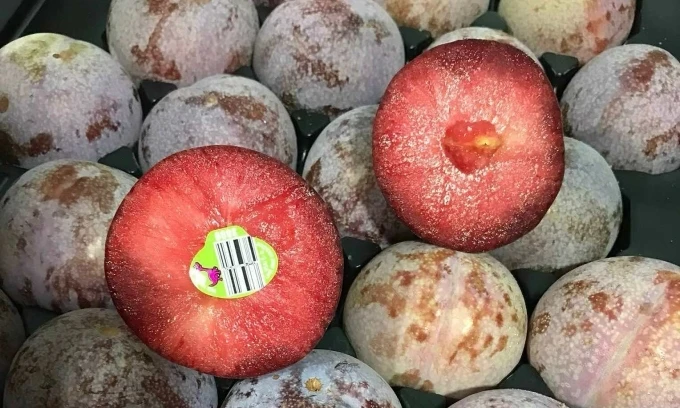 Imported American plums remain popular despite 20% price hike