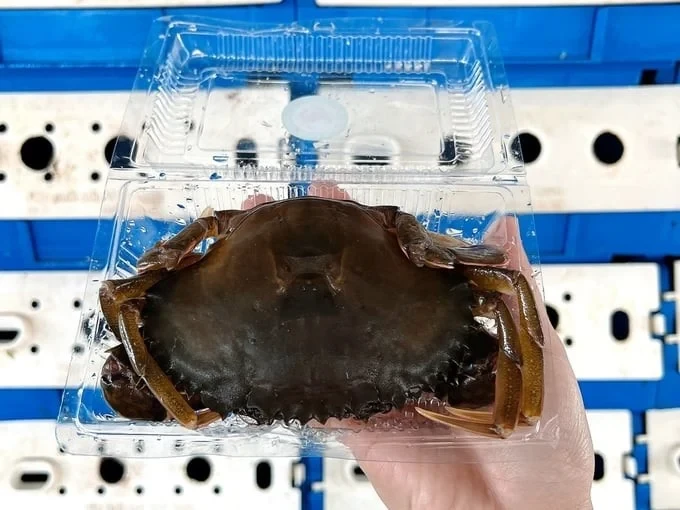 Raising soft-shell crabs in plastic boxes: Potential is still very large