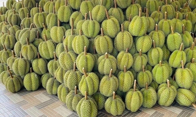 Durian exports rise by 45% in first half