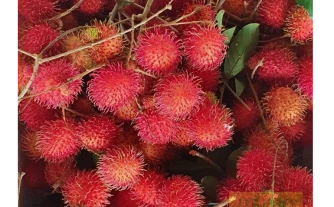 Java Rambutan - DT-PRO