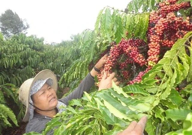 Vietnamese coffee export prices to UK surge