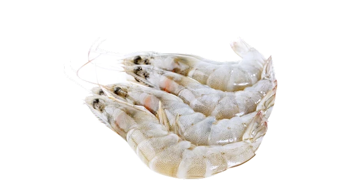 Shrimp - Silvera