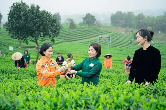 Enterprises actively support tea cooperatives in brand promotion