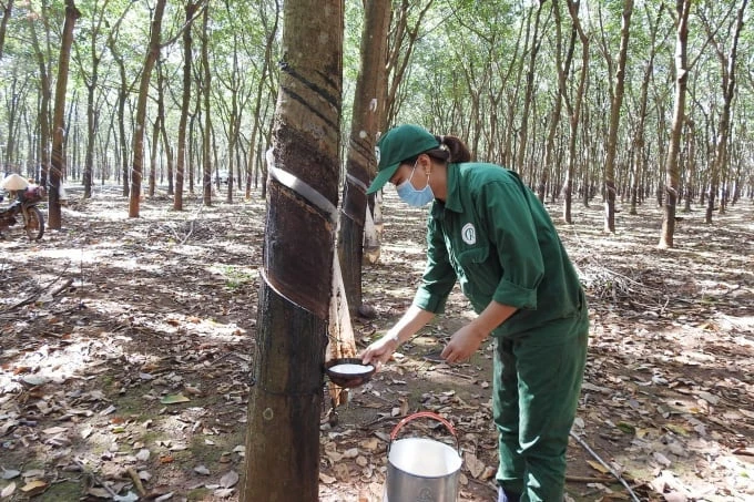 China is still Vietnam's largest rubber export market