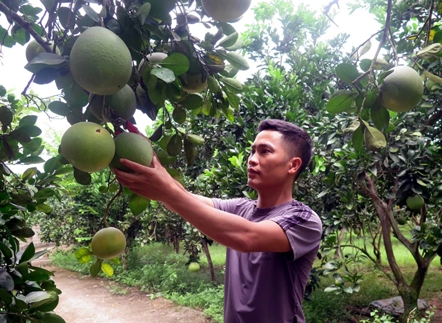 Vietnamese fresh pomelo officially allowed for import into South Korea