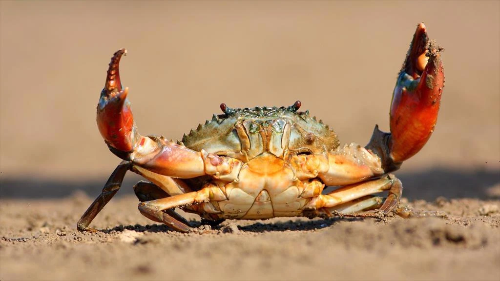 China increased consuming crab from Vietnam