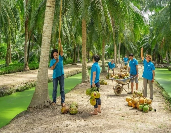 Fruit and vegetable export boom: Organic coconut - a 'green' direction