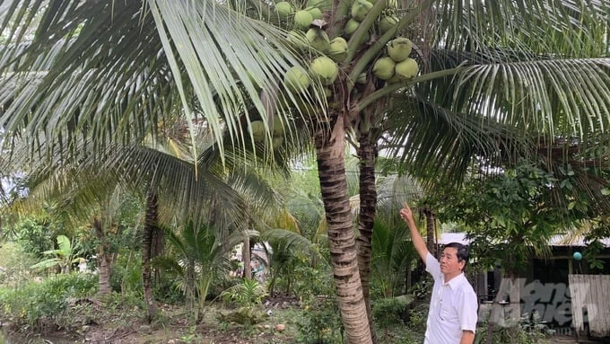 1,240 ha of coconuts ready for export to China