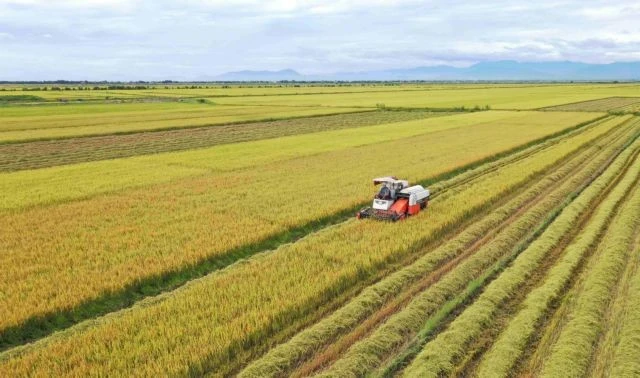 Việt Nam to establish national rice council for sustainable production, export