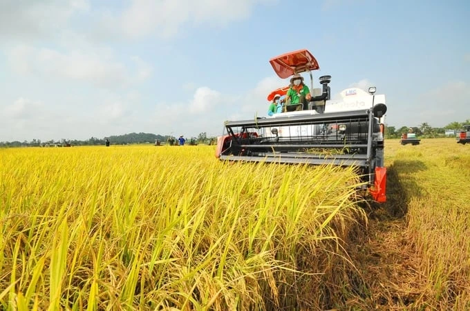 The Vietnam Rice Council's establishment is essential