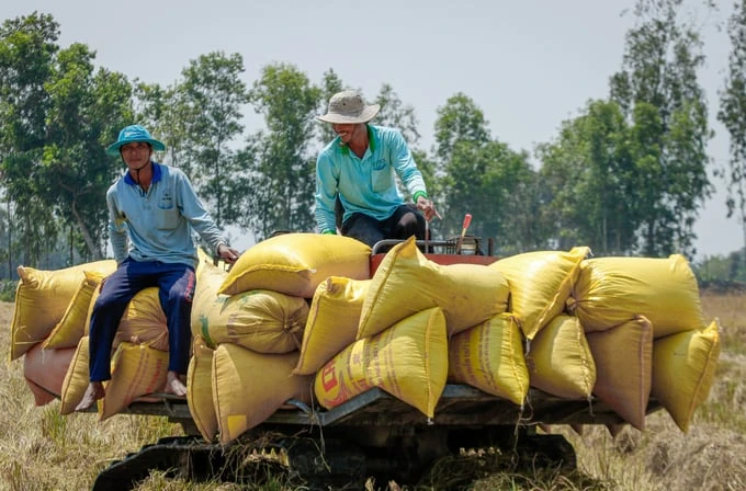 Philippines spent USD 1.2 billion to buy Vietnamese rice in the first half of 2024