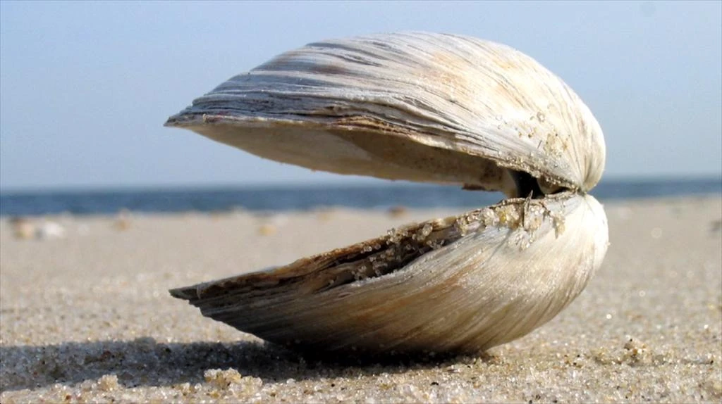 Ben Tre province’s sustainable clam farming boosted by MSC