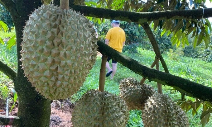 Durian quality, prices expected to improve as rain eases in Central Highlands