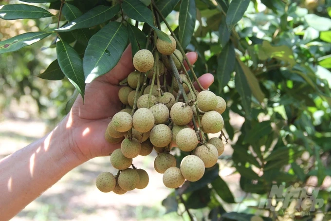 Hung Yen farmers growing longan for export: ‘Just do it well, it will be high demand'