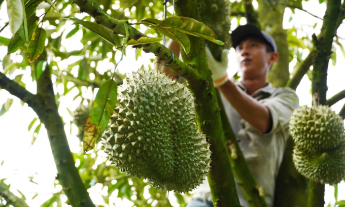 Agriculture minister wants 'national product' status for durian to grow exports