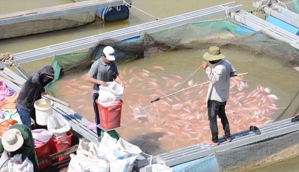 Da Nang province: Aquatic product output in the first 7 months of the year increased slightly