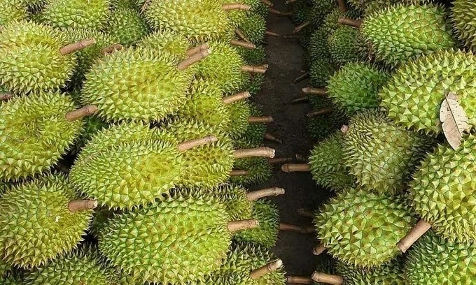 Vietnam gains approval to export frozen durian, fresh coconut exports to China