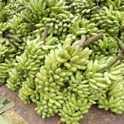 Soft Dried Banana - Nanu