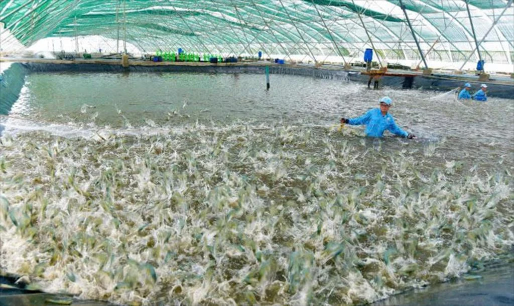 Eco-friendly shrimp farming for climate change resilience