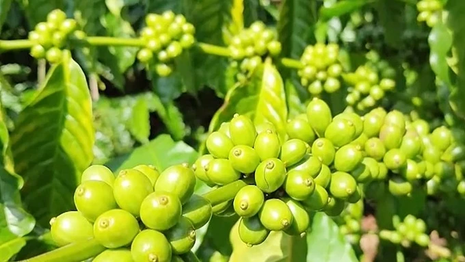 Coffee prices on 08/29/2024: The upward trend continues