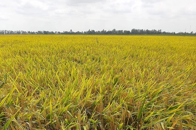 Vietnam's rice exports may reach the 5 billion USD mark