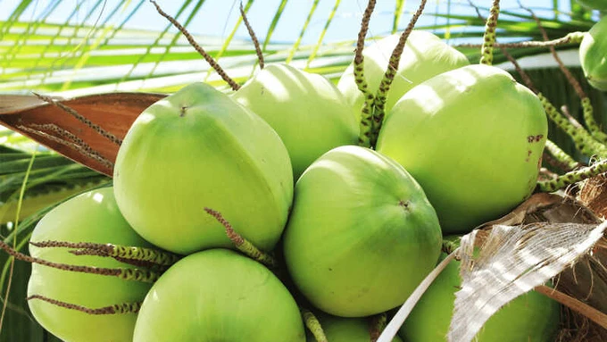 2024: The year of Ben Tre coconut