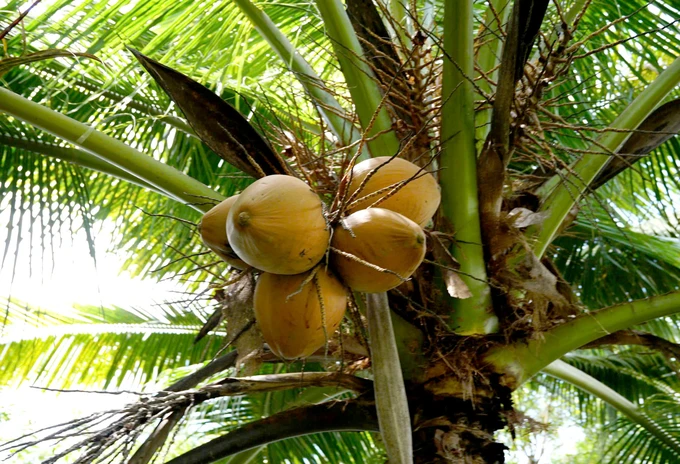 Establishing key raw material areas for sustainable fresh coconut export