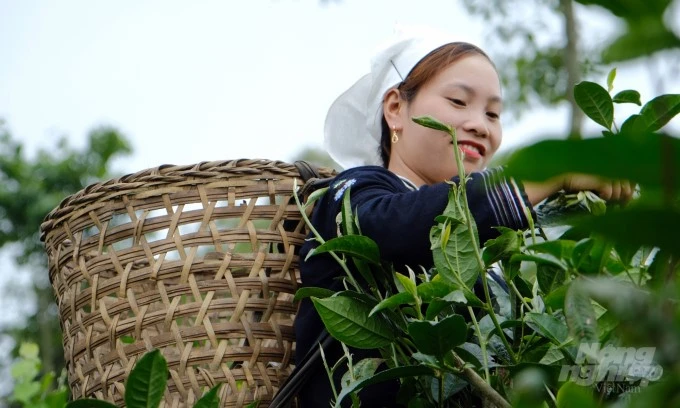 Deputy Minister Hoang Trung and expectations for the tea industry