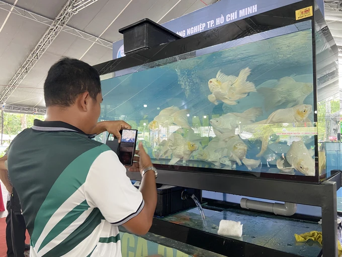 Ho Chi Minh City exports 8.85 million ornamental fish in the first 8 months