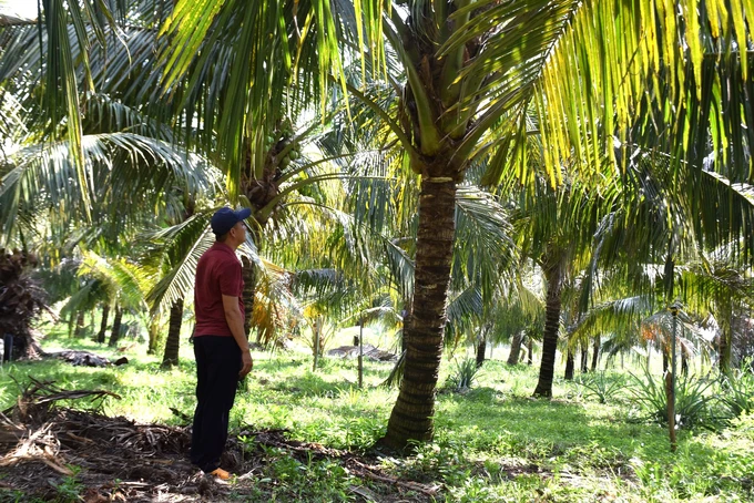 Opportunities for Binh Dinh coconut in the Chinese market