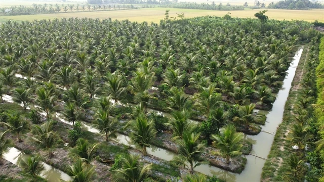 Trà Vinh Province develops high-quality coconut farming