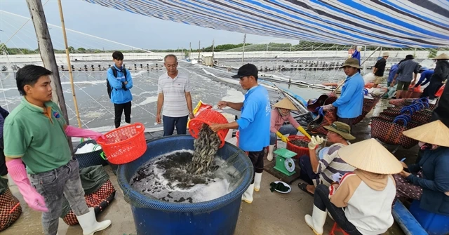 Bến Tre makes great strides in high-tech shrimp farming