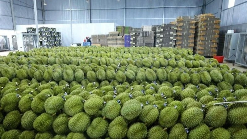 Vietnam's frozen durian exports to China could reach 300 mln USD in 2024: Official