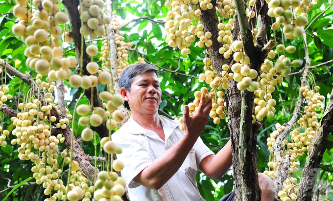 Can Tho develops many specialty fruit trees for export