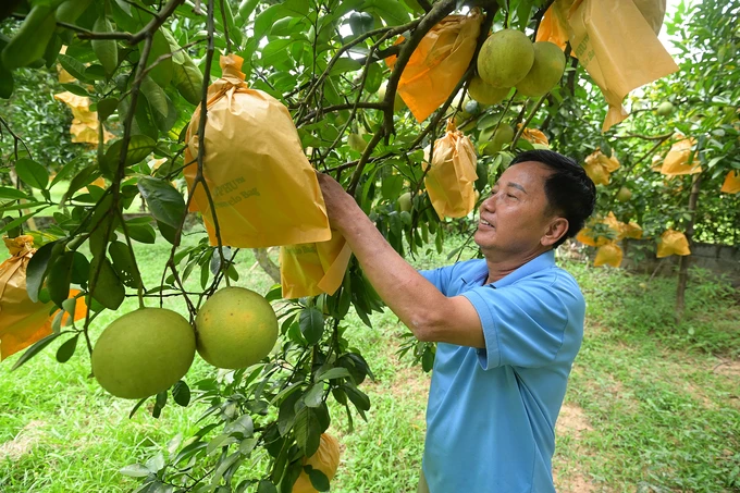 Tan Lac red pomelo reaches international markets through biological safety