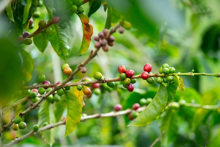 Vietnam’s coffee exports reach nearly 800 million USD in January