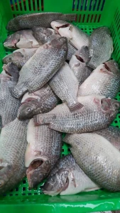 Frozen Black Tilapia Clean