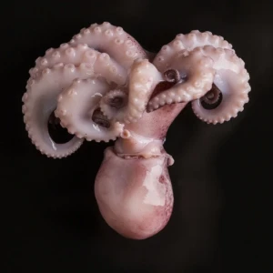 Octopus Whole On